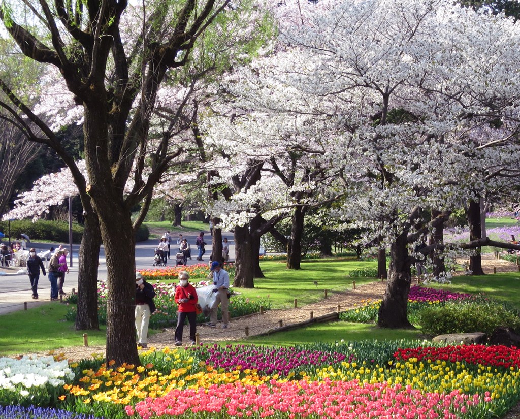 People strolling by tulips and cherry trees in Showa Kinen Park