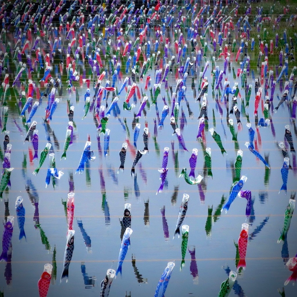 Thousands of koi nobori fish flags waving in the breeze over the river at Tatebayashi