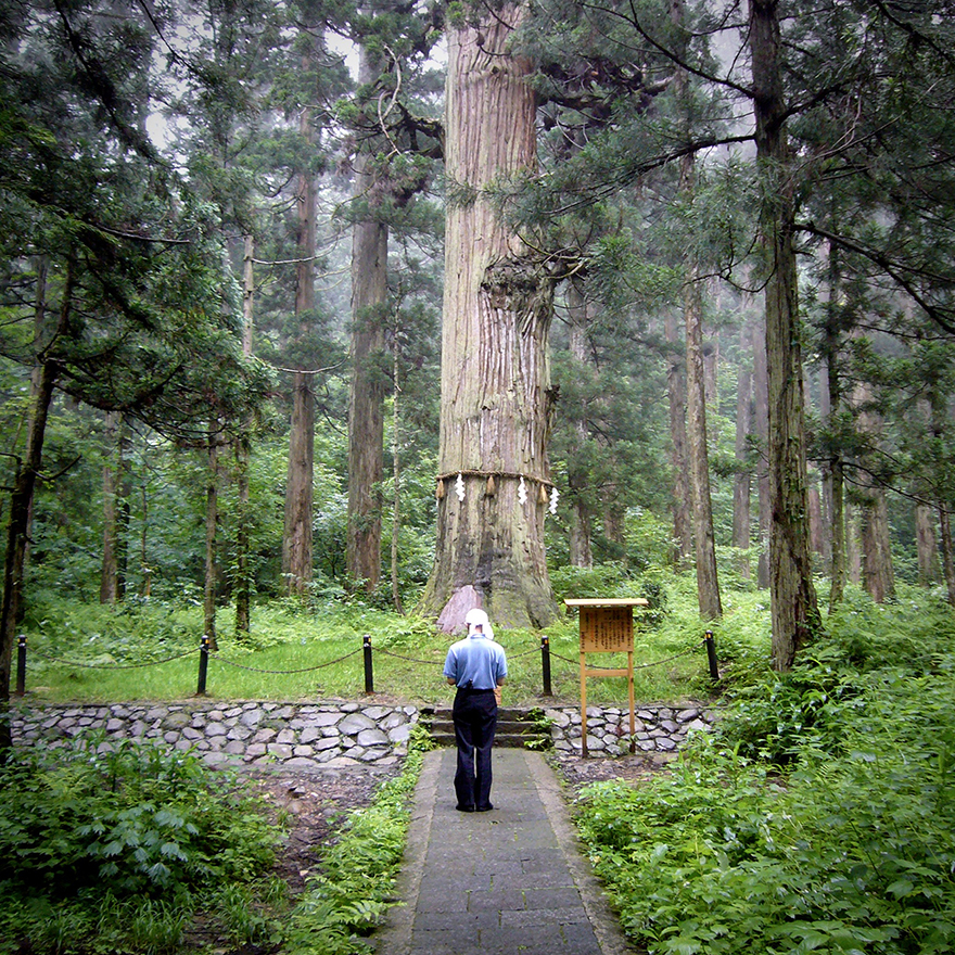 Sacred thousand year old cedar tree on pilgrimage route at Haguro-san