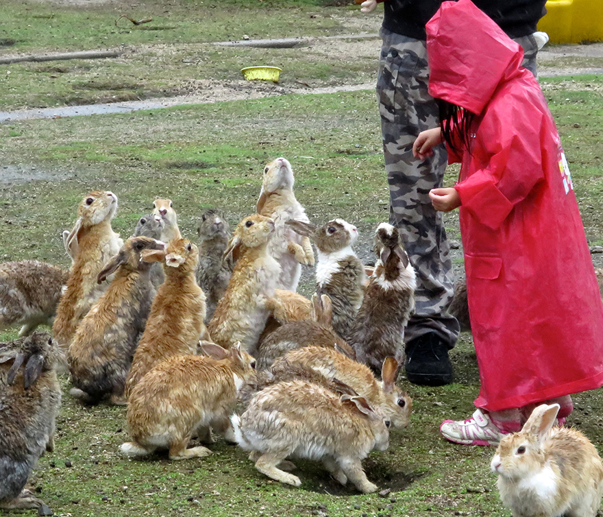 Small child in red raincoat feeding rabbits on Okunoshima Bunny Island