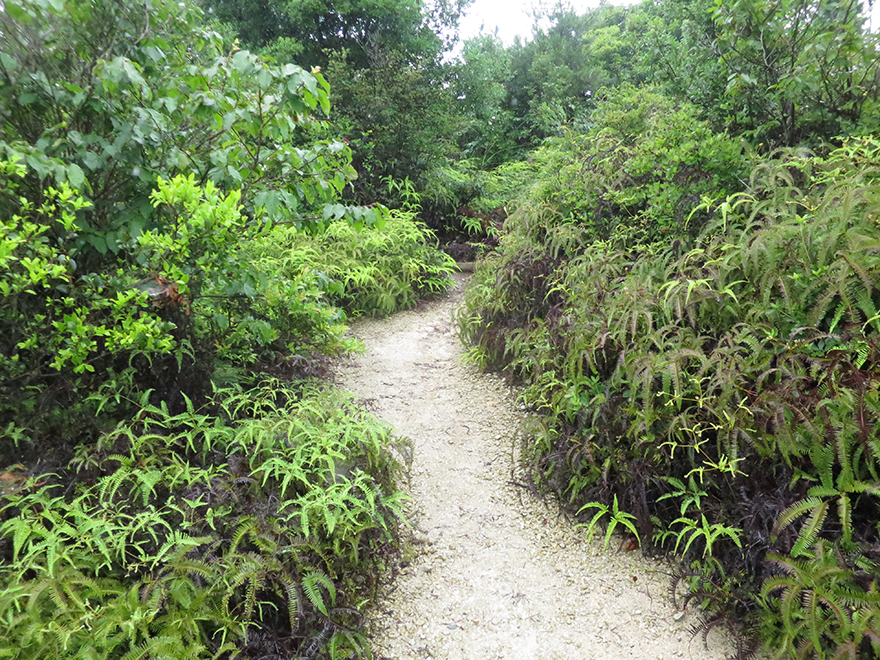 Fern-lined walking path on Okunoshima Bunny Island