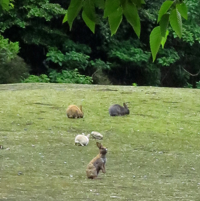 Rabbits in a field on Okunoshima Bunny Island