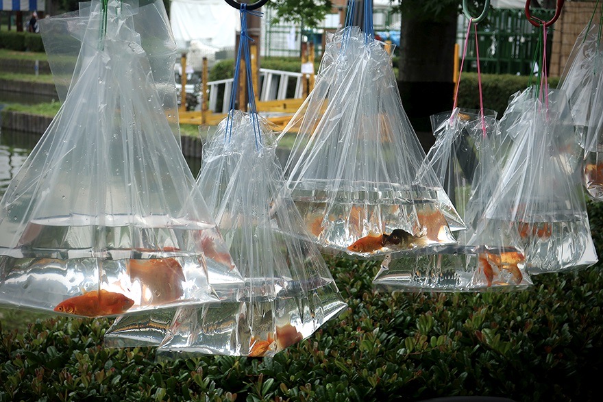 Goldfish in bags at Japanese summer festival in Edogawa