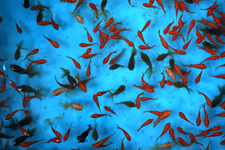 Goldfish at the Edogawa Goldfish Festival