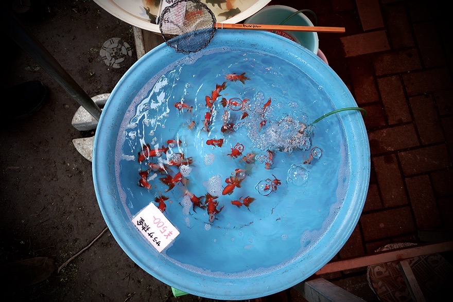 Goldfish at the Edogawa Goldfish Festival