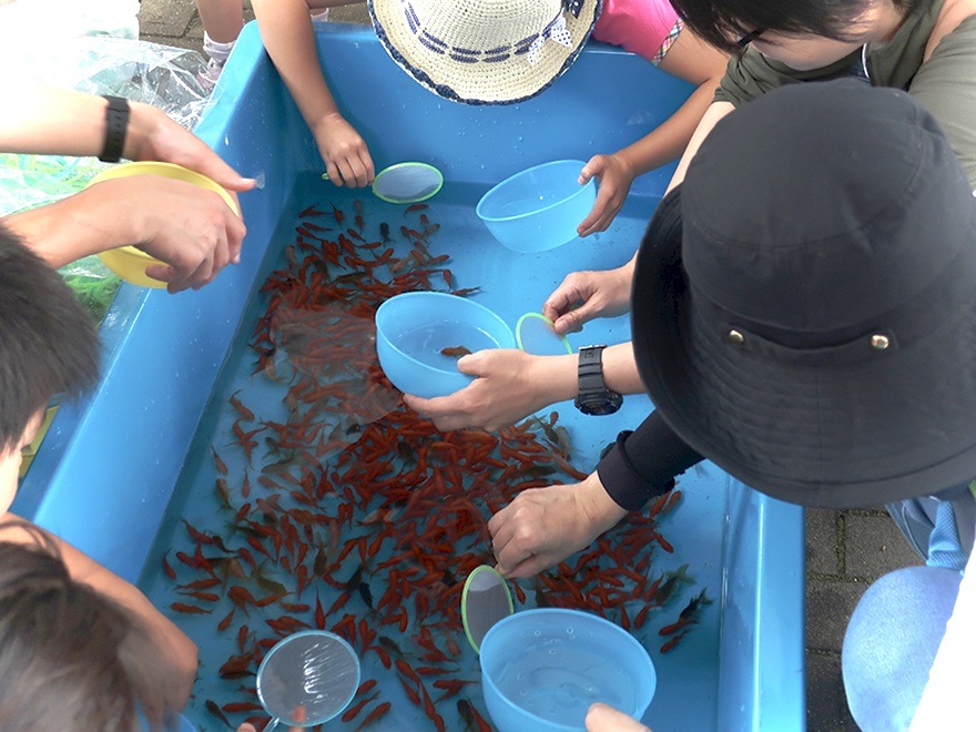 Catching goldfish at the Edogawa Goldfish Festival