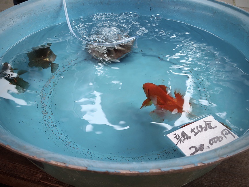 Goldfish at the Edogawa Goldfish Festival