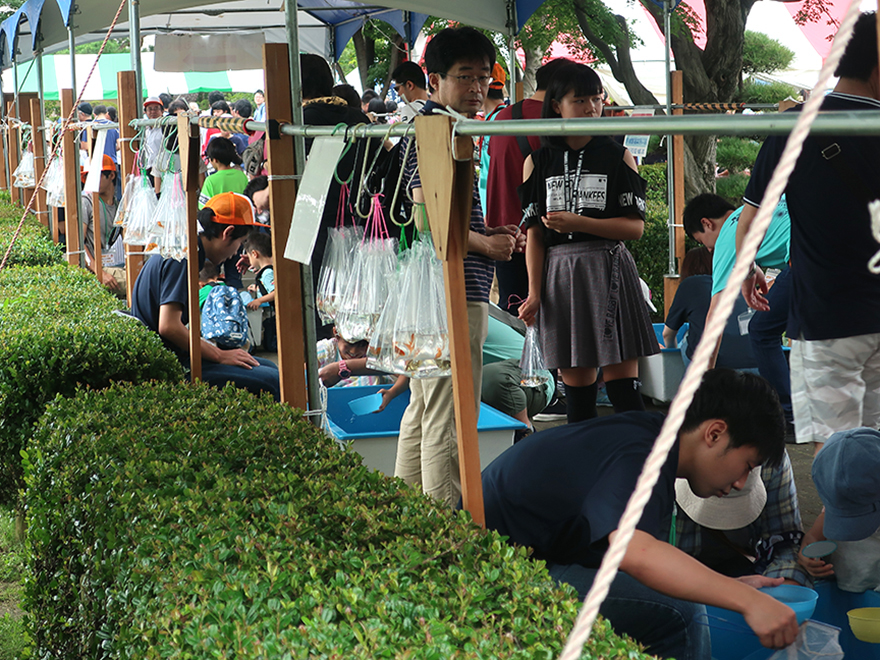 The goldfish tent at the Edogawa Goldfish Festival