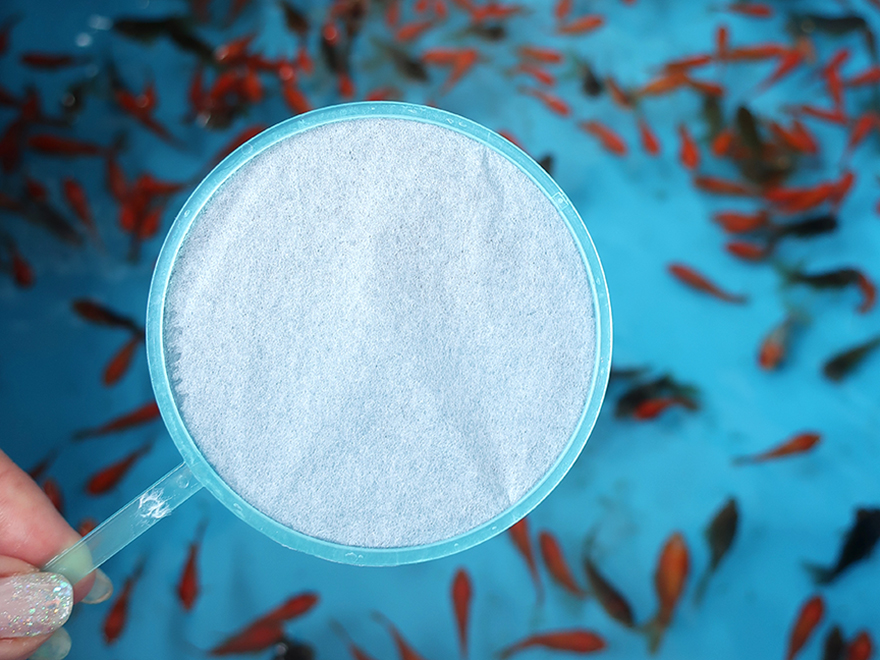 Catching goldfish at the Edogawa Goldfish Festival