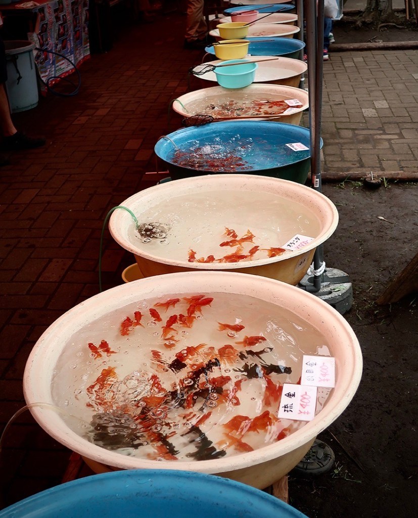 Goldfish at the Edogawa Goldfish Festival