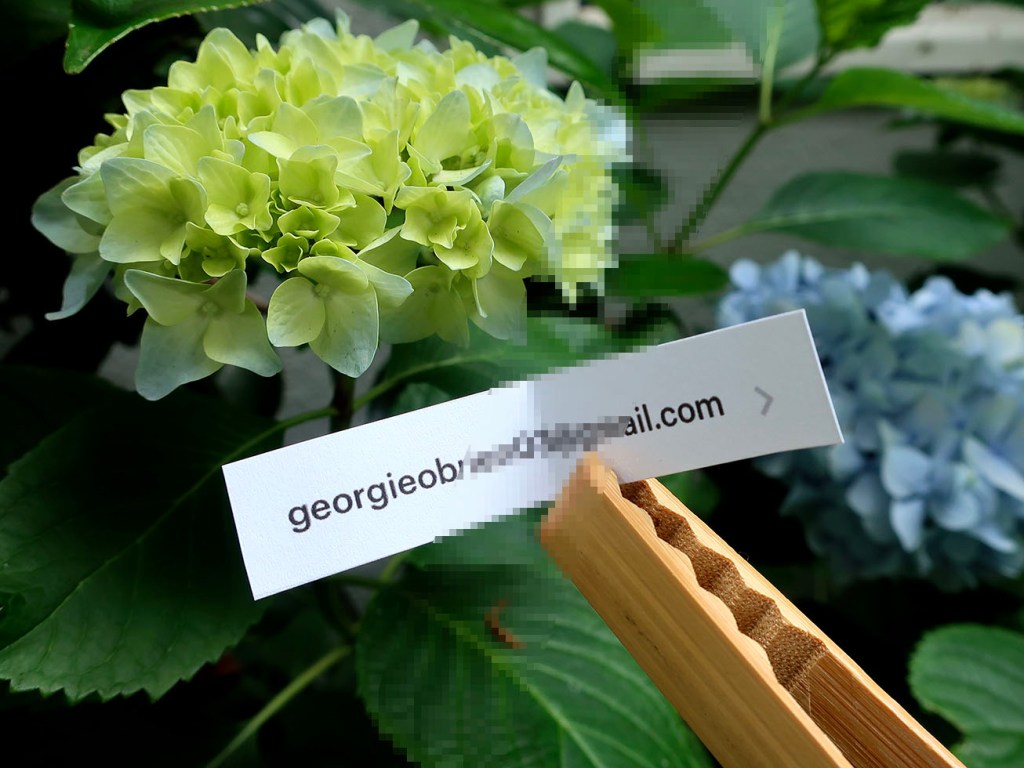 Photo of book giveaway winner with hydrangeas