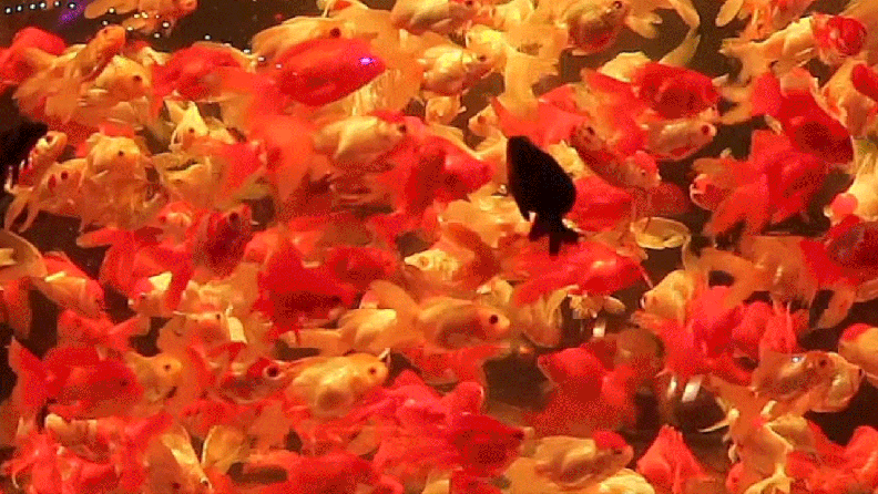 Lots of goldfish swimming
