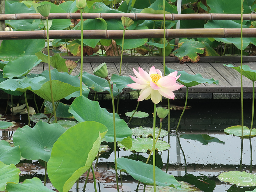 Lotus flower blooming at Gyoda Ancient Lotus park Gyoda Hasu-en