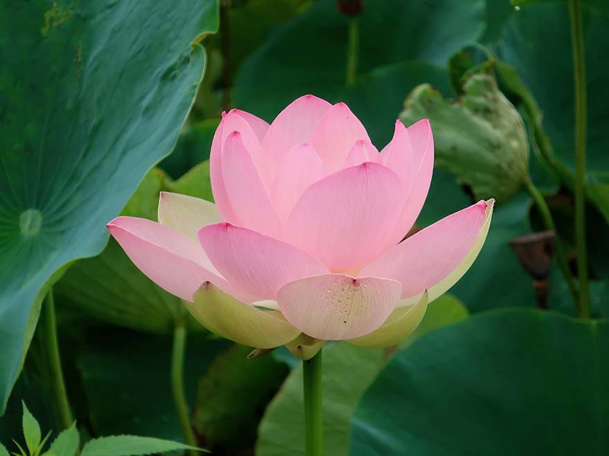 Lotus flower blooming at Gyoda Ancient Lotus park Gyoda Hasu-en