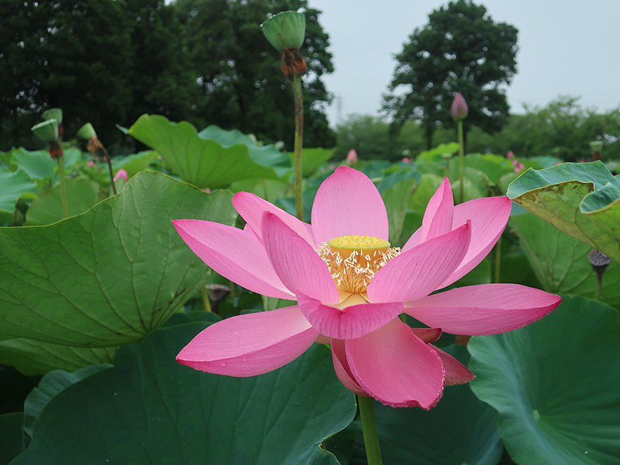 Lotus flower blooming at Gyoda Ancient Lotus Park Gyoda Hasuen