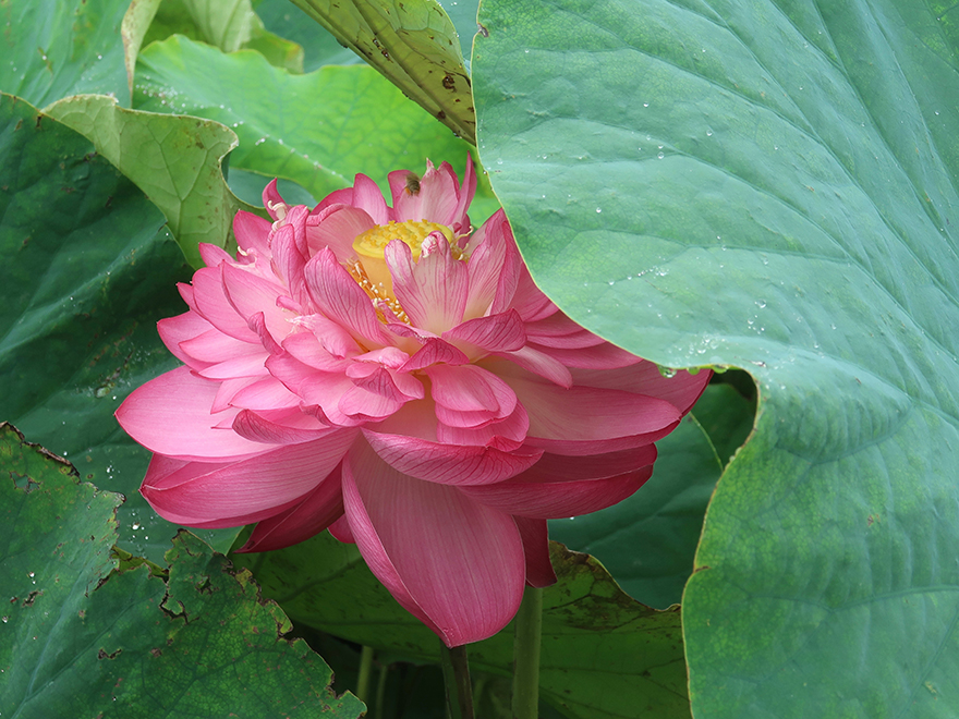 Lotus flower blooming at Gyoda Ancient Lotus park Gyoda Hasu-en