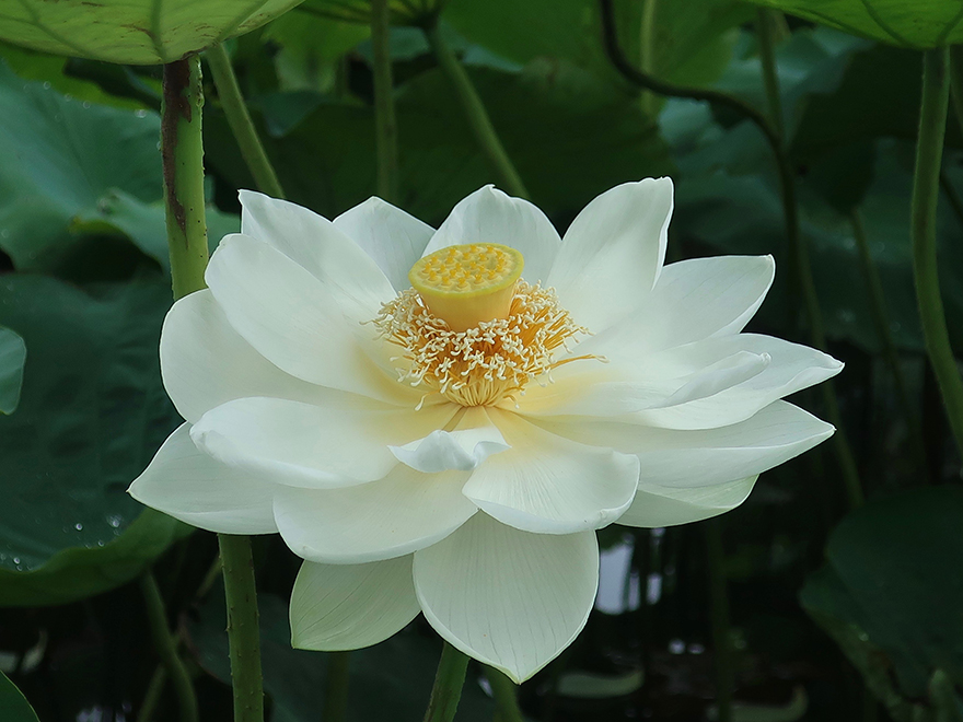 Lotus flower blooming at Gyoda Ancient Lotus park Gyoda Hasu-en
