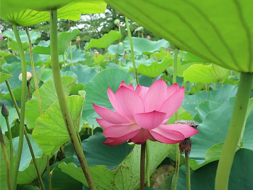 Lotus flower blooming at Gyoda Ancient Lotus park Gyoda Hasu-en