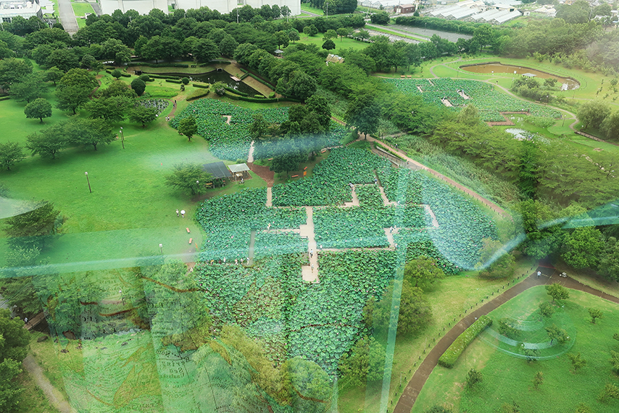 View from top of high tower of lotus flowers blooming at Gyoda Ancient Lotus park Gyoda Hasu-en