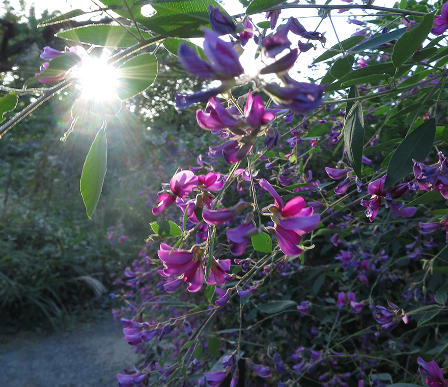 Bush clover blooming at Mukojima Hyakka-en