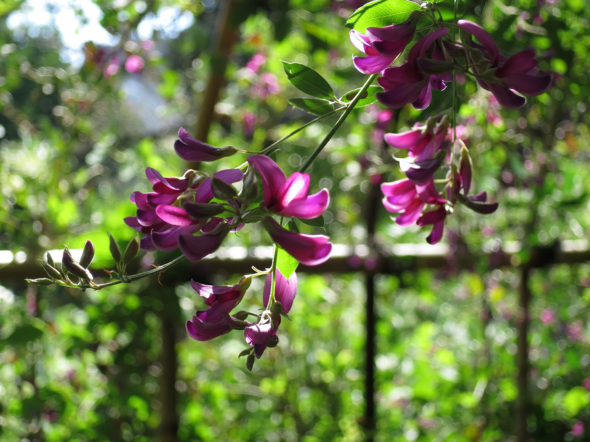 flower様確認用 Surprising flower extravaganzas of fall – Japanagram