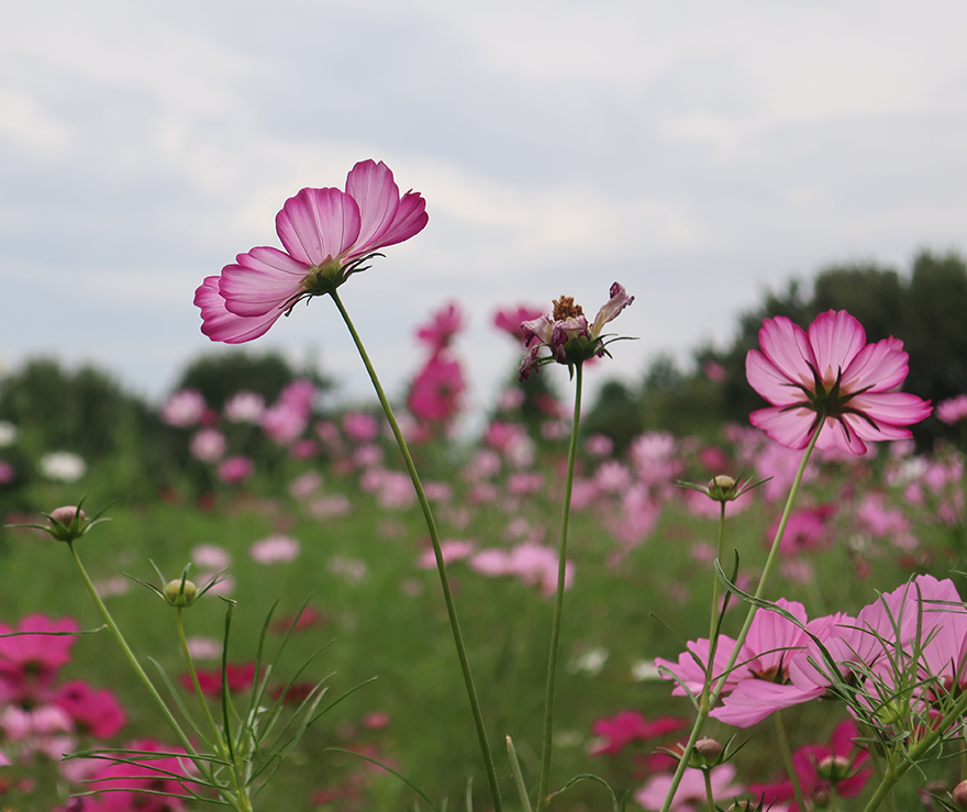 Surprising flower extravaganzas of fall – Japanagram