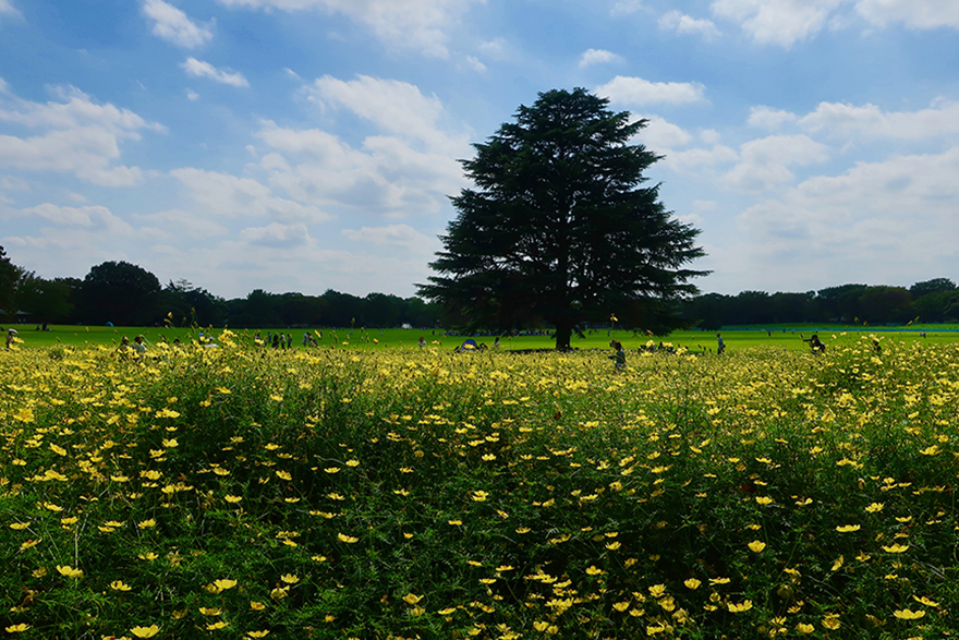 Yellow cosmos blooming at Showa Kinen Park in Tachikawa