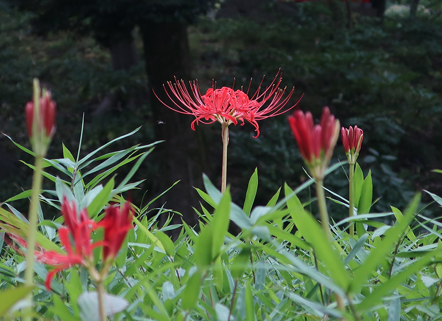 Surprising flower extravaganzas of fall – Japanagram