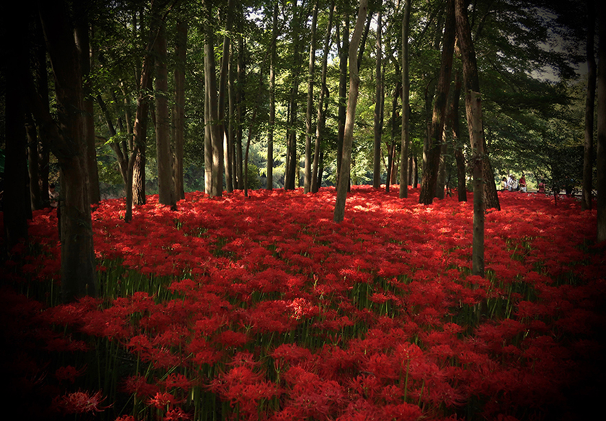 Higanbana red spider lilies amaryllis blooming at Koma, Japan