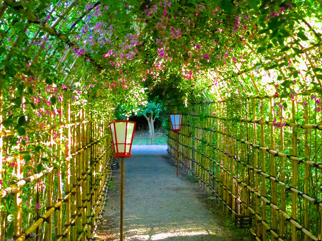 Tunnel of bush clover hagi at Mukojima Hyakka-en in Tokyo
