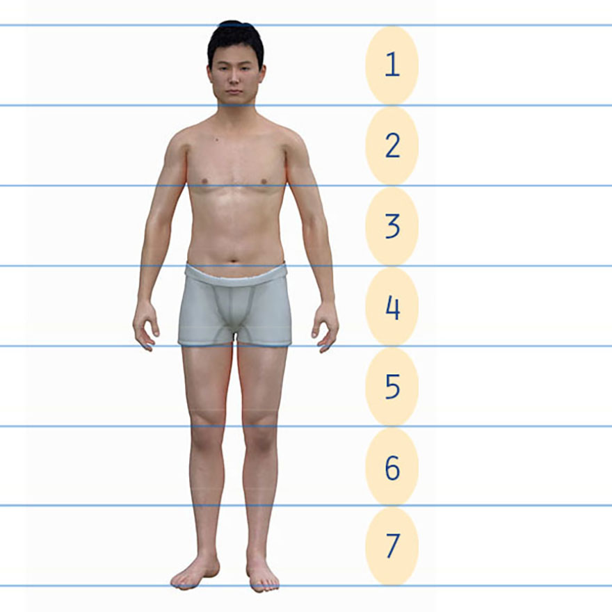 Typical Japanese man diagram showing head height is one seventh of body height