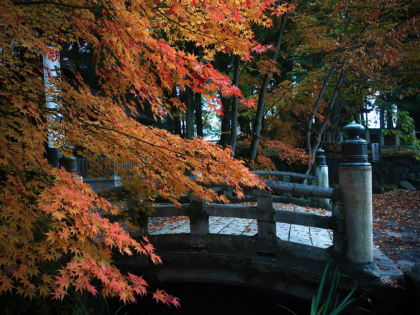 Autumn leaves at Suwa Taisha Akimiya in Suwa City Nagano