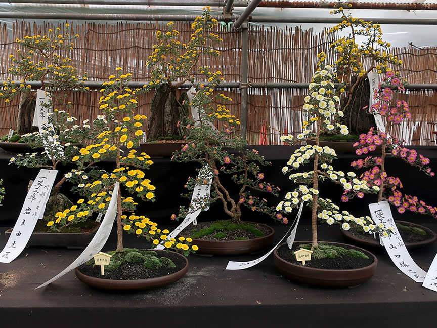 Bonsai chrysanthemums at Hibiya Park in Tokyo