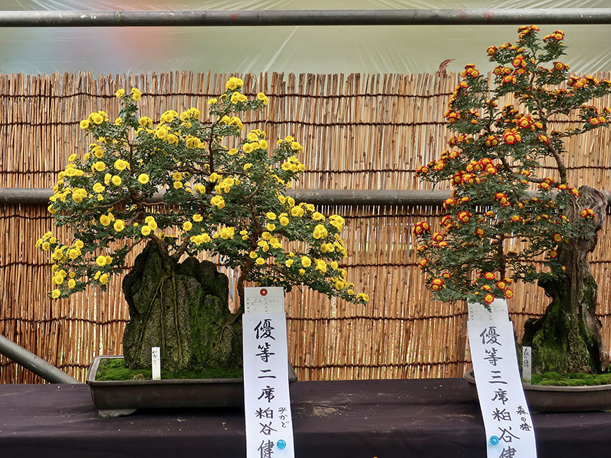 Bonsai chrysanthemums at Hibiya Park in Tokyo