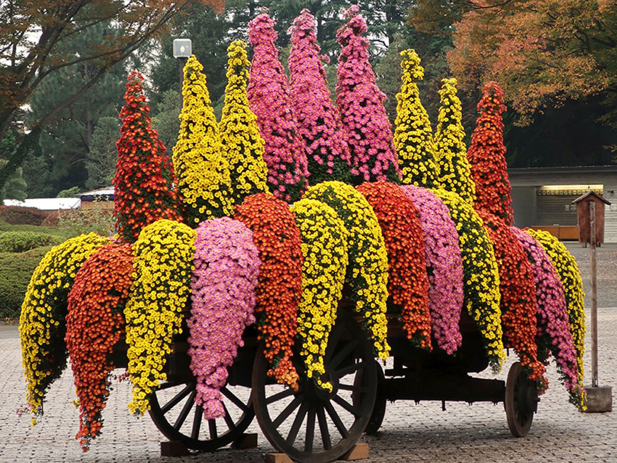 The weird world of bonsai chrysanthemums