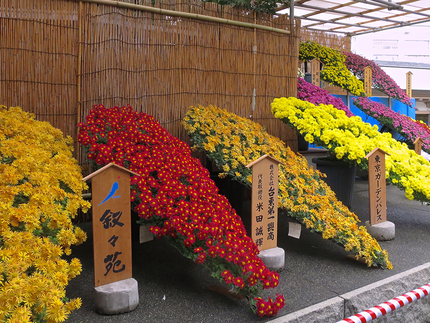 Bonsai chrysanthemums at Yushima Shrine in Tokyo