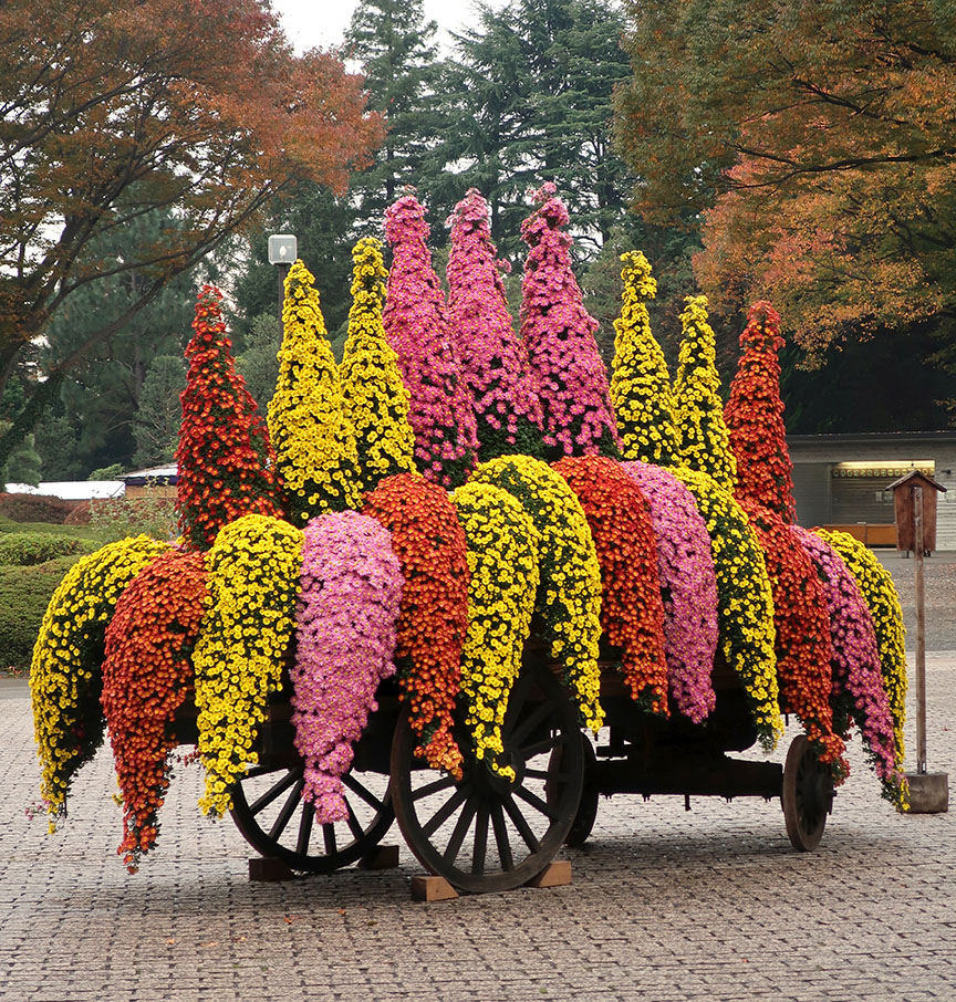 Bonsai chrysantemums at Jindai Botanical Garden in Chofu