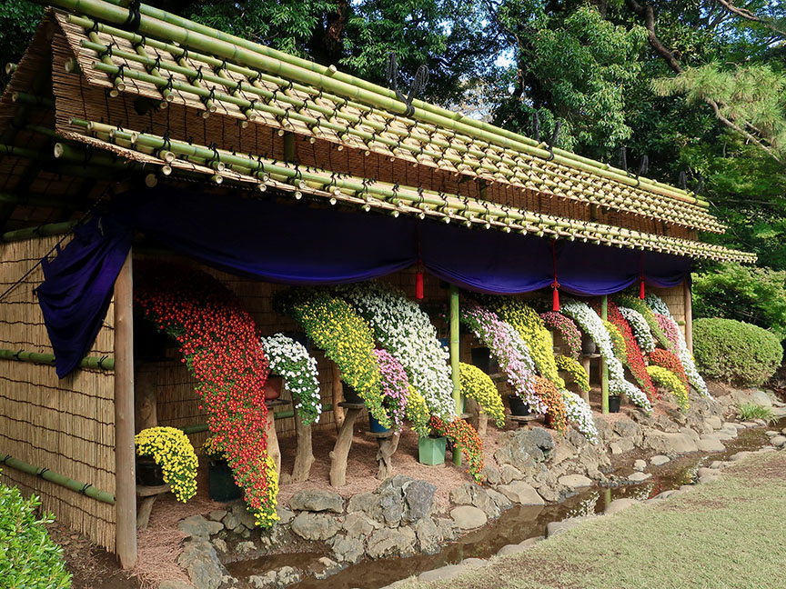Bonsai chrysanthemums at Shinjuku Gyoen National Garden in Tokyo
