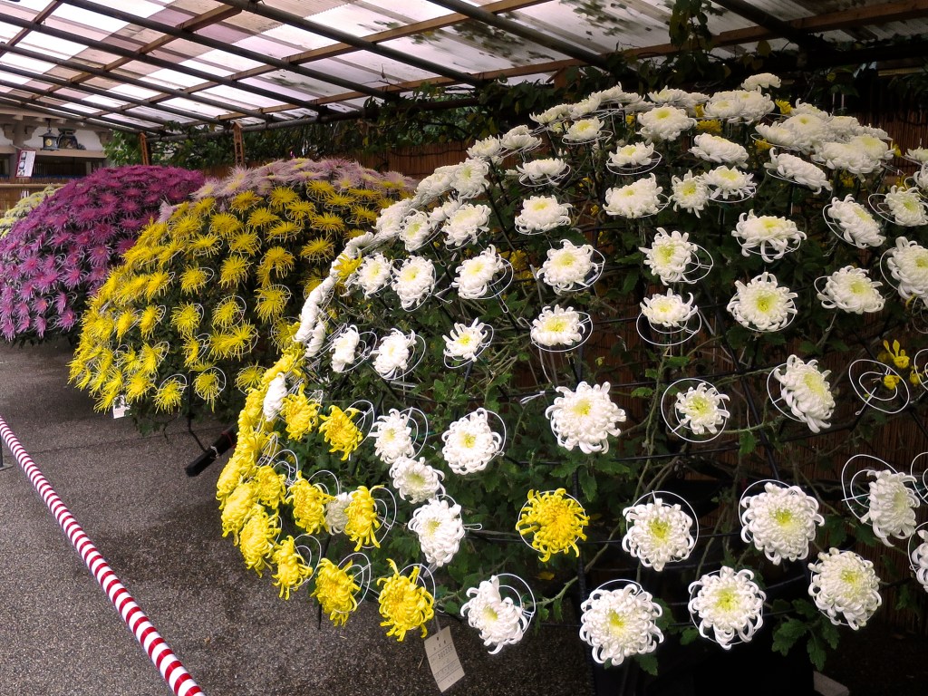 Bonsai chrysanthemums at the Yushima Shrine in Tokyo