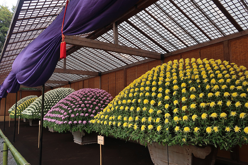 Bonsai chrysanthemums at the Shinjuku Gyouen National Garden in Tokyo