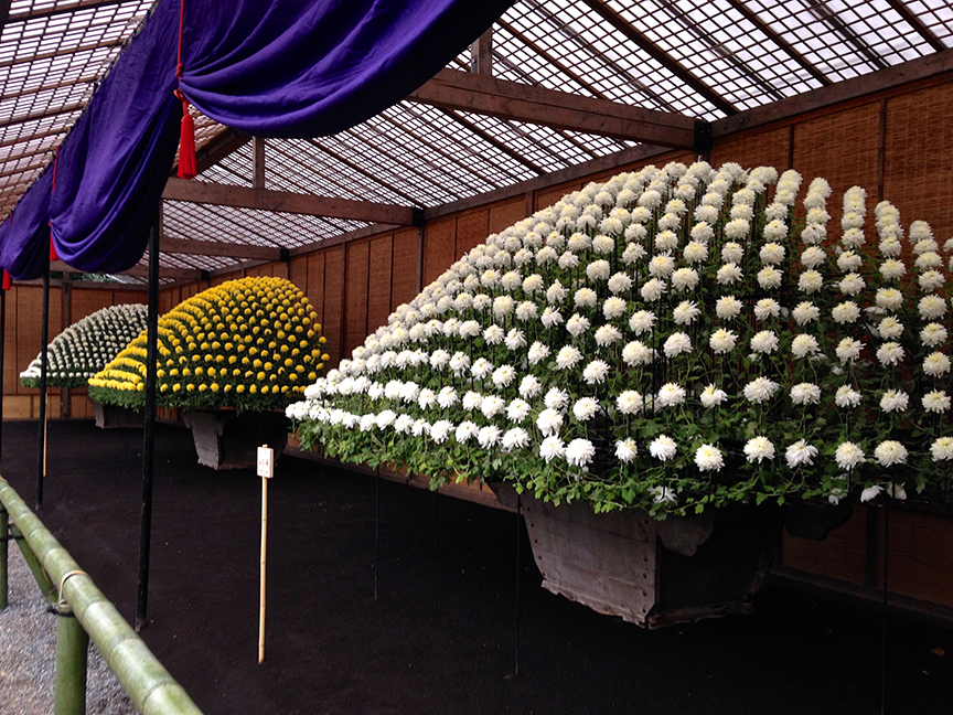 Bonsai chrysanthemums at the Shinjuku Gyouen National Garden in Tokyo