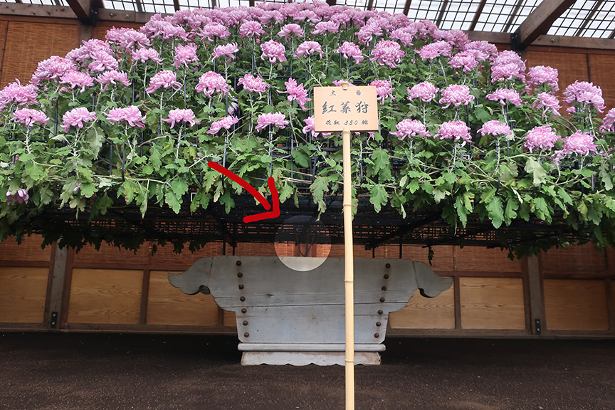 Bonsai chrysanthemums at the Shinjuku Gyouen National Garden in Tokyo showing each plant has just one stem