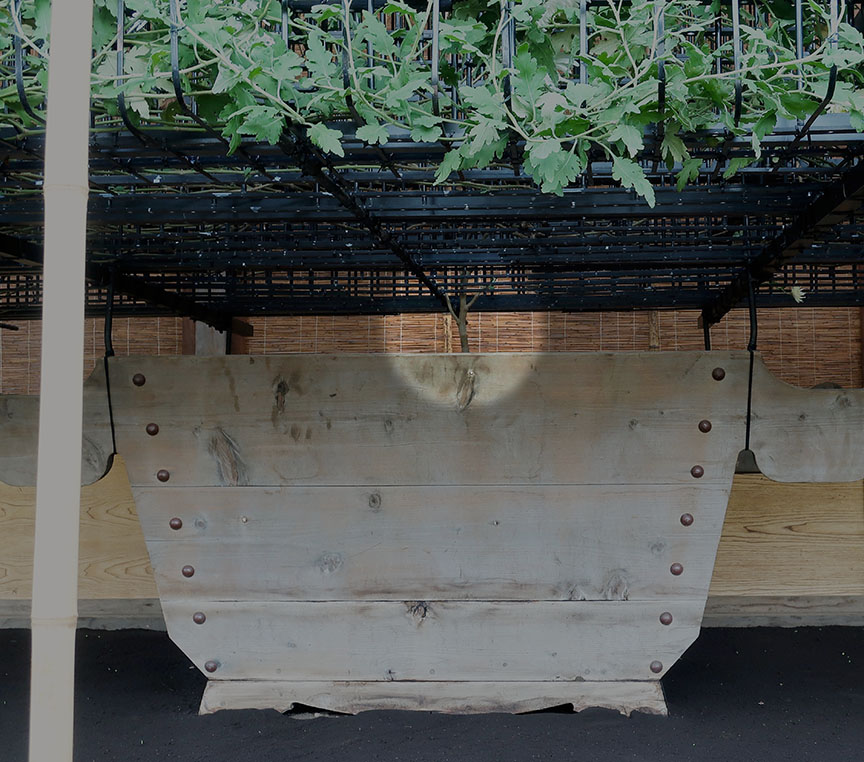 Bonsai chrysanthemums at the Shinjuku Gyouen National Garden in Tokyo showing each plant has just one stem