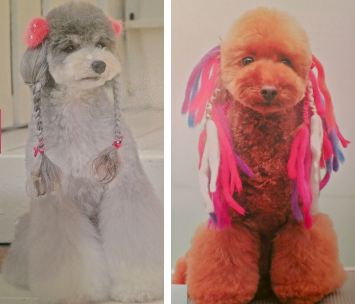 Dogs with fancy trimmed fur
