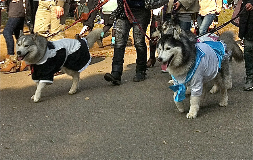 Huskies dressed in schoolgirl costume and maid cafe uniform