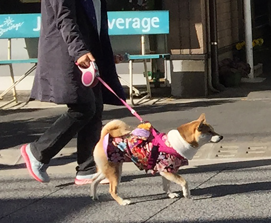 Shiba inu dog in kimono at New Years