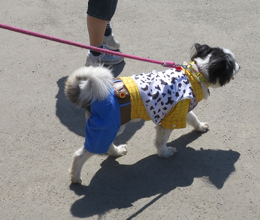 Dog wearing Toy Story "Woody" costume
