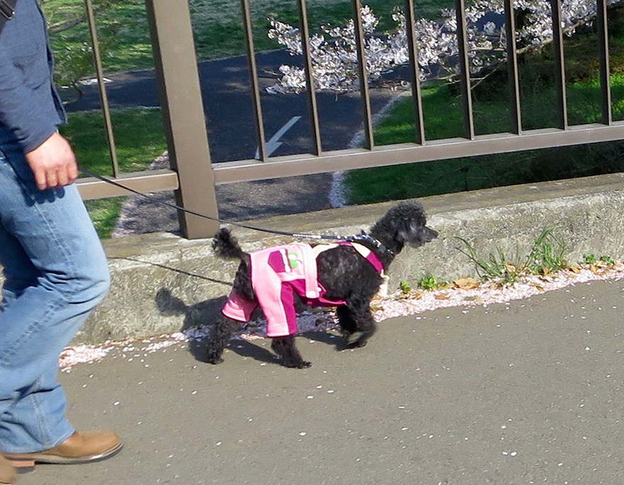 Dog wearing pink pants