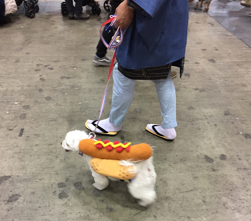 Dog wearing hot dog costume