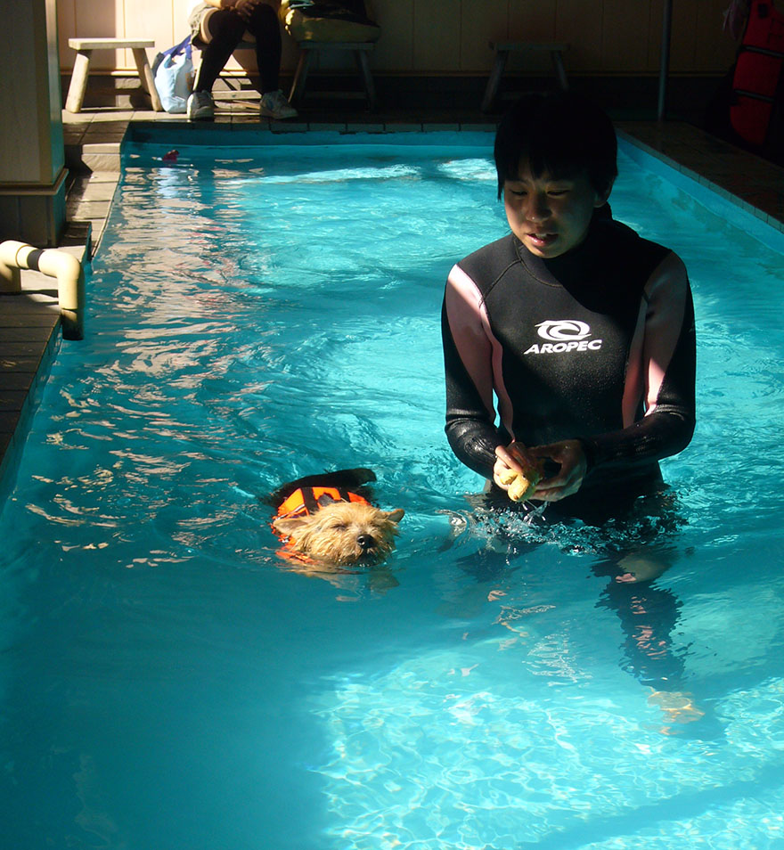 Petite Dog Resort Joker swimming lessons for dogs